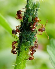 Aphis urticata