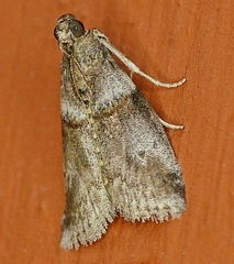 Acrobasis texana