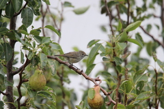 Acanthiza pusilla diemenensis