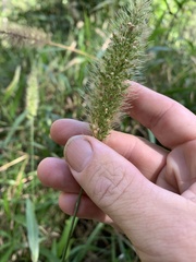 Setaria australiensis