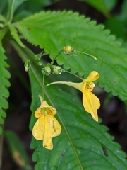 Impatiens racemosa