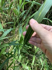 Setaria australiensis