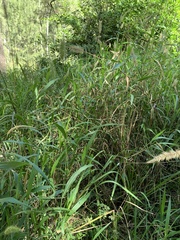 Setaria australiensis