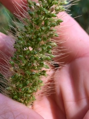 Setaria australiensis