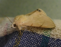 Litoprosopus coachella