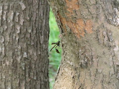 Phimenes flavopictus formosanus