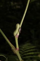 Pseudophyllodromia laticeps