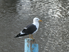 Larus fuscus