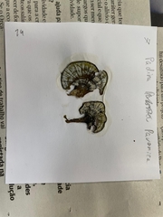 Padina pavonica