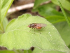 Rhingia campestris