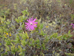 Delosperma pageanum