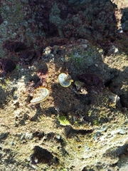 Padina pavonica
