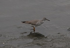 Tringa brevipes