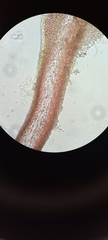 Cryptonemia seminervis