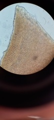 Cryptonemia seminervis