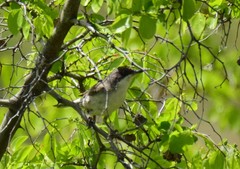 Curruca crassirostris