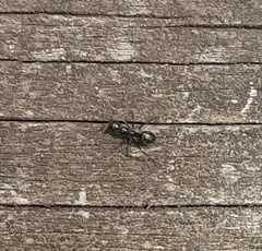 Formica fusca