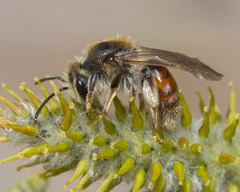 Andrena erythrogaster