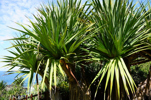 Pandanus utilis image