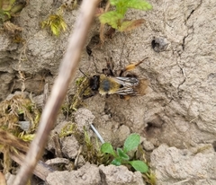 Andrena clarkella