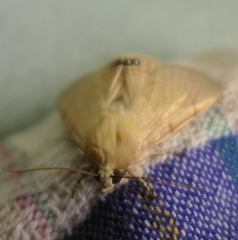 Litoprosopus coachella