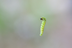 Tortrix viridana