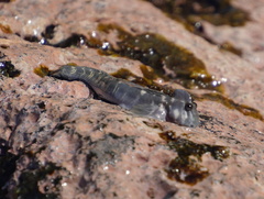 Istiblennius dussumieri
