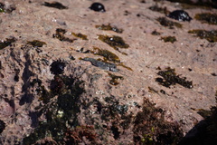 Istiblennius dussumieri