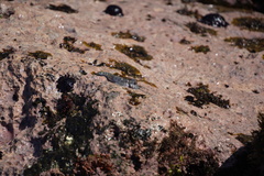 Istiblennius dussumieri