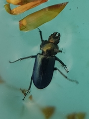 Platycerus caprea