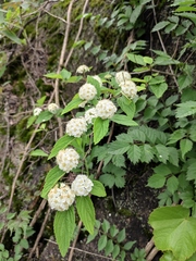 Spiraea nervosa