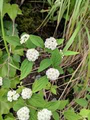 Spiraea nervosa