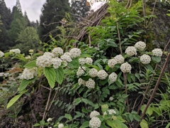 Spiraea nervosa