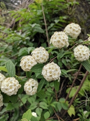 Spiraea nervosa
