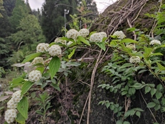 Spiraea nervosa