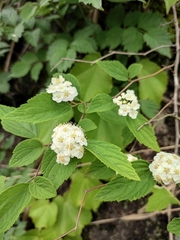Spiraea nervosa