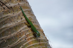 Phelsuma inexpectata