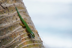Phelsuma inexpectata
