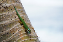 Phelsuma inexpectata