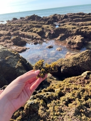 Ericaria selaginoides