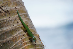 Phelsuma inexpectata