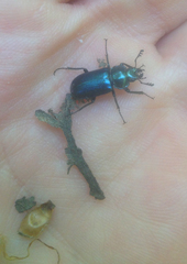 Platycerus caprea