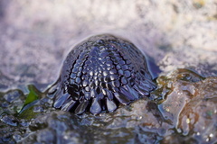 Colobocentrotus atratus