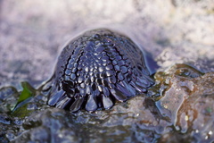 Colobocentrotus atratus