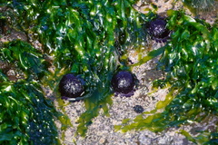 Colobocentrotus atratus