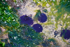 Colobocentrotus atratus