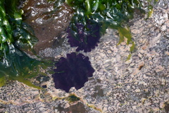 Colobocentrotus atratus
