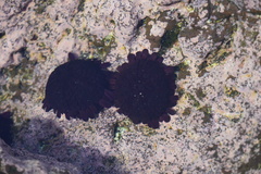 Colobocentrotus atratus