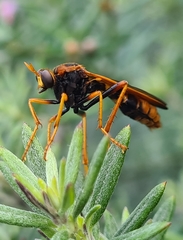 Neosaropogon