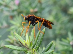 Neosaropogon